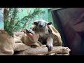 Tamandua Tongue Out Tuesday