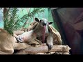 Tamandua Tongue Out Tuesday