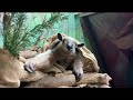 Tamandua Tongue Out Tuesday