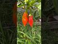 Piment vgtarien jardin local guadeloupe caraibes short.