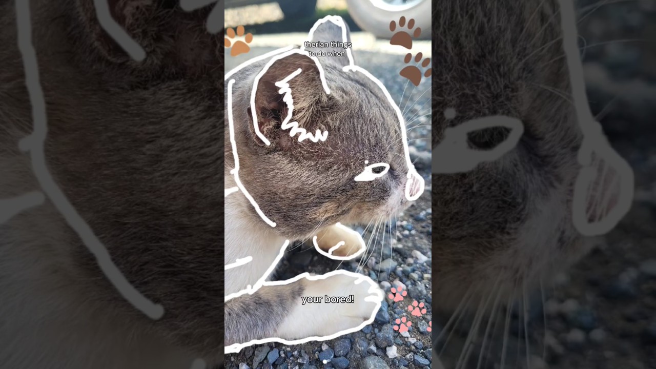 Therian things to do when your bored!! (Pt 2) 