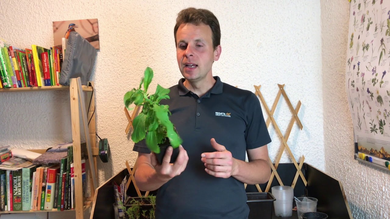 Stevia rebaudiana pflegen: Standort, Schnitt und Überwinterung