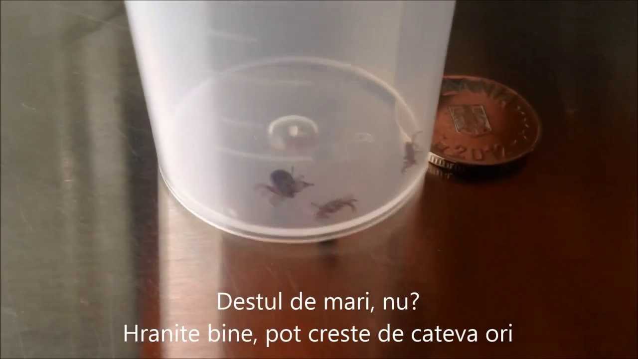 pet shop Capuse - stiati cum arata?