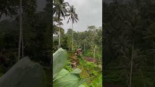 Ubud Bali Rice field swing! #shorts #foretofour #baliindonesia #travelvlog #travelbali #ubud