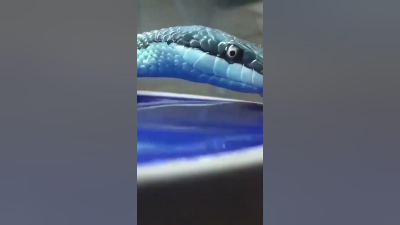 Змея Единорог #shorts #snake #змеи #рептилии #reptiles - YouTube
