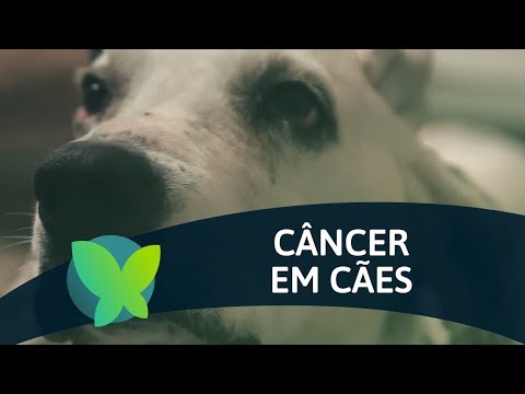 Vídeo: Câncer ósseo (fibrossarcoma) Em Cães