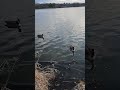 Canadian Geese Canadian Geese