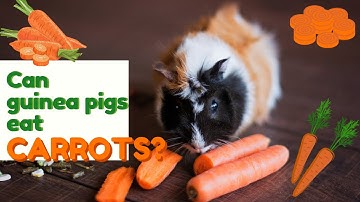 Can Guinea Pigs Eat Carrots?