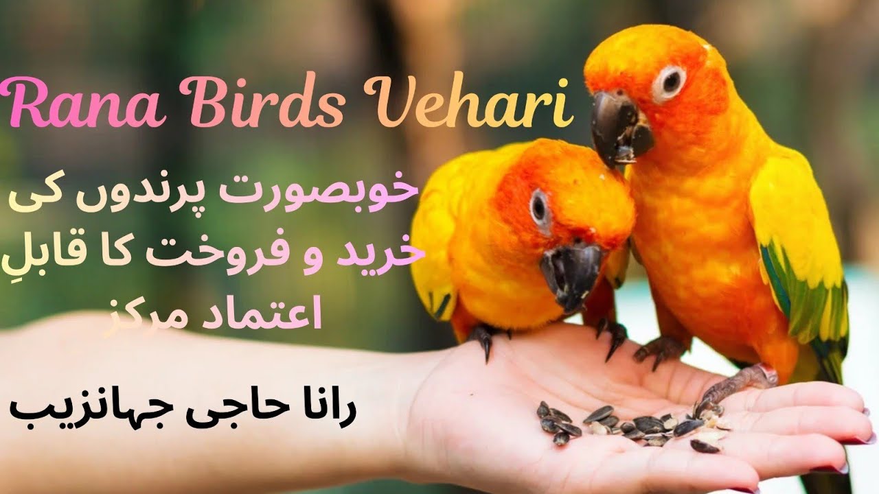 All About Birds | Parindon ki Duniya ki Dilchasp Maloomat