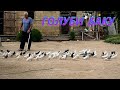 Бакинские голуби Алиева Нурали в Баку!