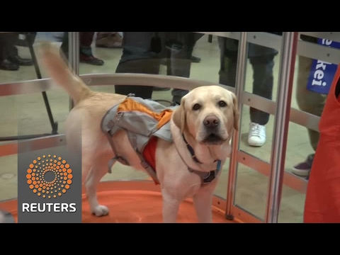 Understanding your pet's emotions with wearable tech - Understanding your pet's emotions with wearable tech