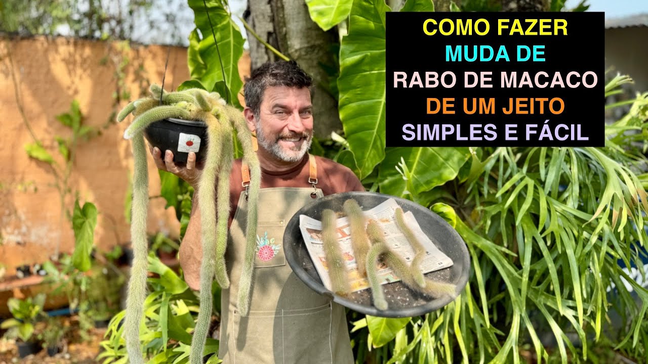 Como Fazer Muda Rabo de Macaco e Outros Cactos Simples e Fácil