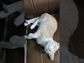 funny cute cat @CoComelon