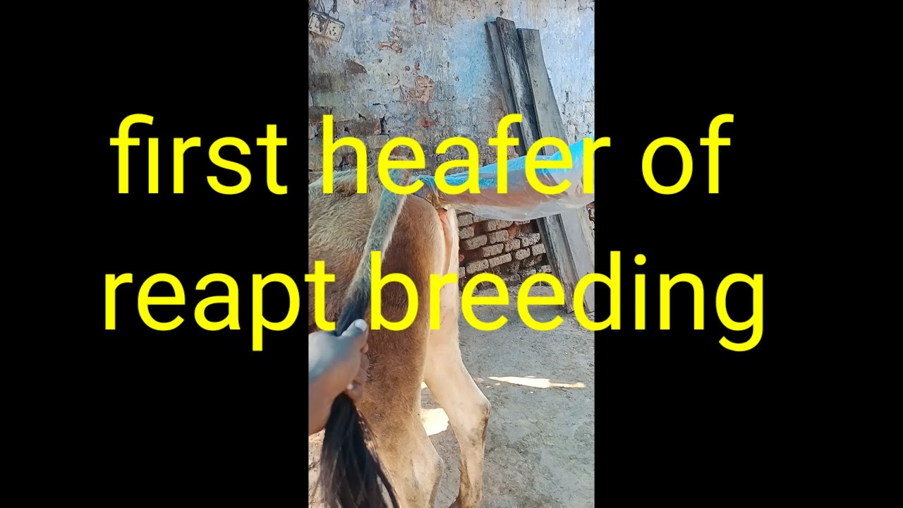 Reapt first heafer of reapt breeding in cow #shortsvideo #cow #buffal # ...