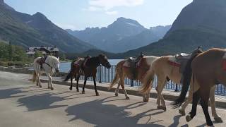 Glacier National Park - Many Glacier Horses