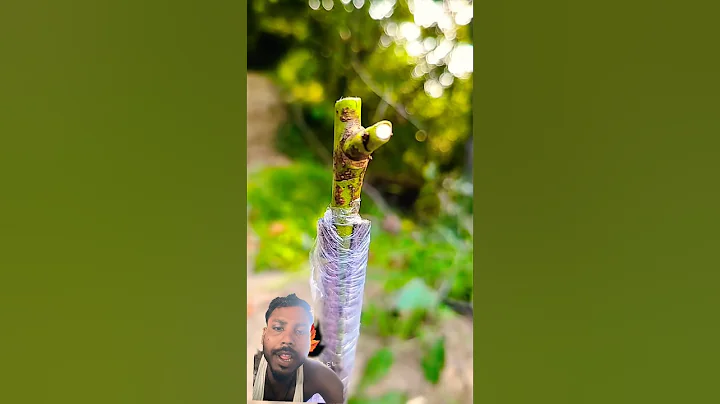 today grafting successful and very very easy #bonsai #satisfying #nature #bonsaitree #garde #plumtre