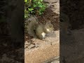 吃薯条的小松鼠有多可爱☺️ How cute is the squirrel eating French fries