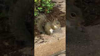 吃薯条的小松鼠有多可爱☺️ How cute is the squirrel eating French fries