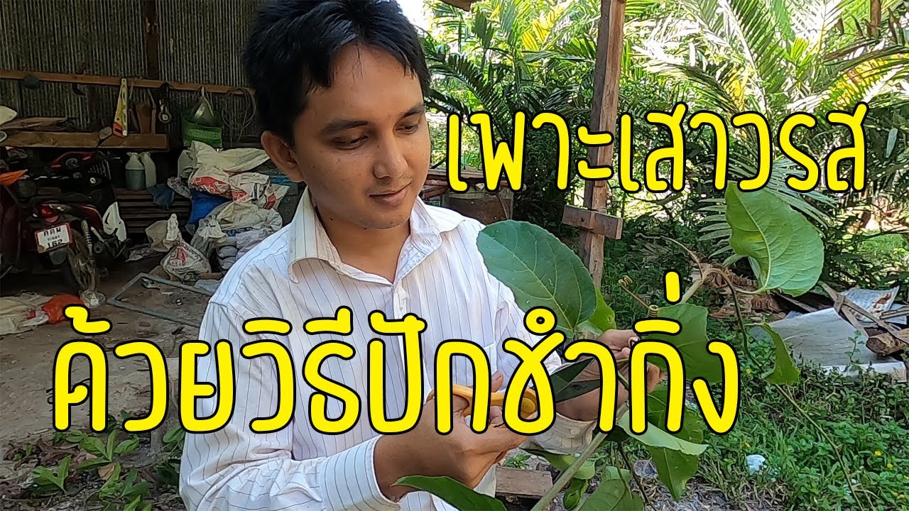 วิธีขยายพันธุ์เสาวรส ด้วยการปักชำกิ่ง