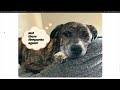 React.js project for my dog, with v0 design