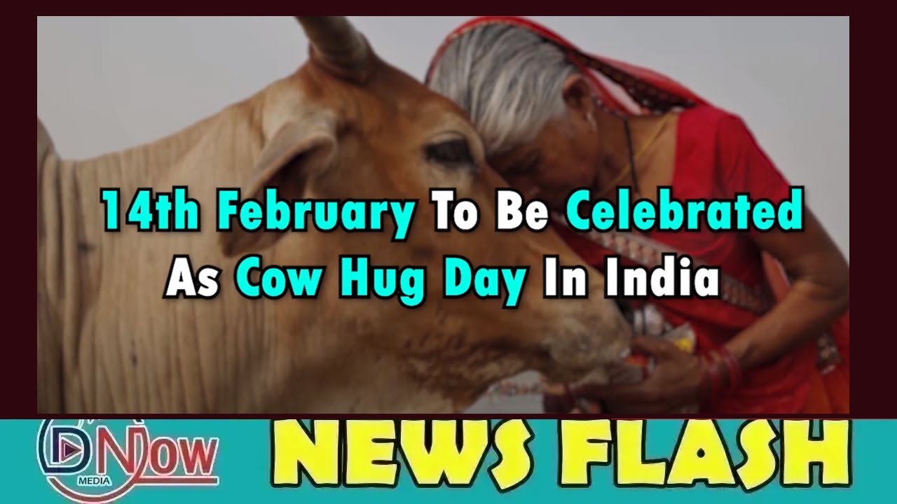 14th February To Be Celebrated As Cow Hug Day In India ||  DNOW Media