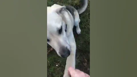Learning tricks