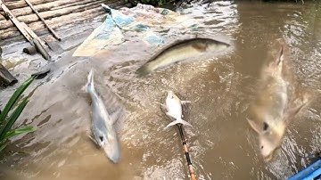 Bữa nay đụng cá vồ rồi quá khứ,, kích cá miền Tây,, kênh Htgc tập 250