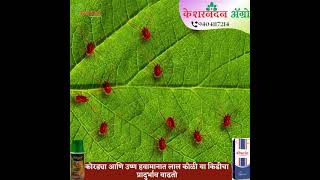 #mites #redmites #acaricide #mitiget #isagro #abacin #crystal #mites #redmites #acaricide #mitiget #isagro #abacin #crystal