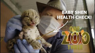 Baby Snow leopard health check! | One Zoo Three
