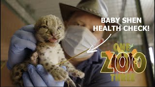 Baby Snow Leopard Health Check One Zoo Three