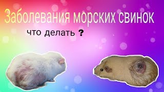 Svinki Family Blog: Заболевания морских свинок||власоеды/укусы/понос/метеоризм Svinki Family Blog: Заболевания морских свинок||власоеды/укусы/понос/метеоризм