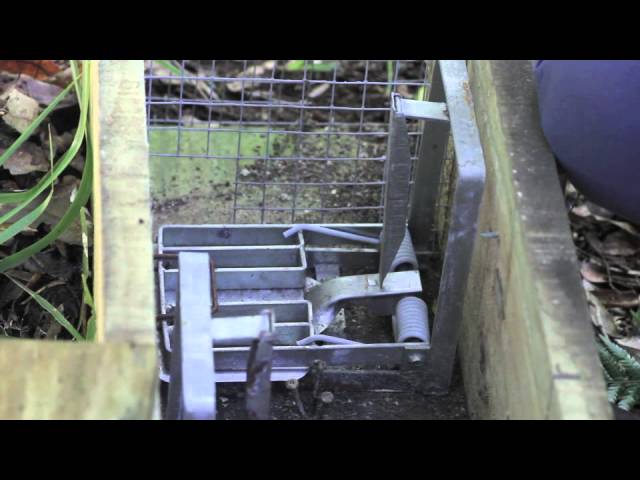 The Trap Doctor – How to Deal With Dogs and Traps - RGS