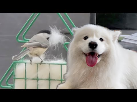 I gave <strong>my</strong> <strong>dog</strong>&amp;#39;s fur as birds&amp;#39; nesting material
