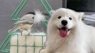 I gave my dog's fur as birds' nesting material