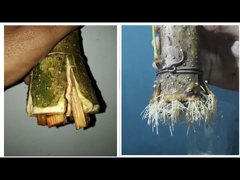 How to grow