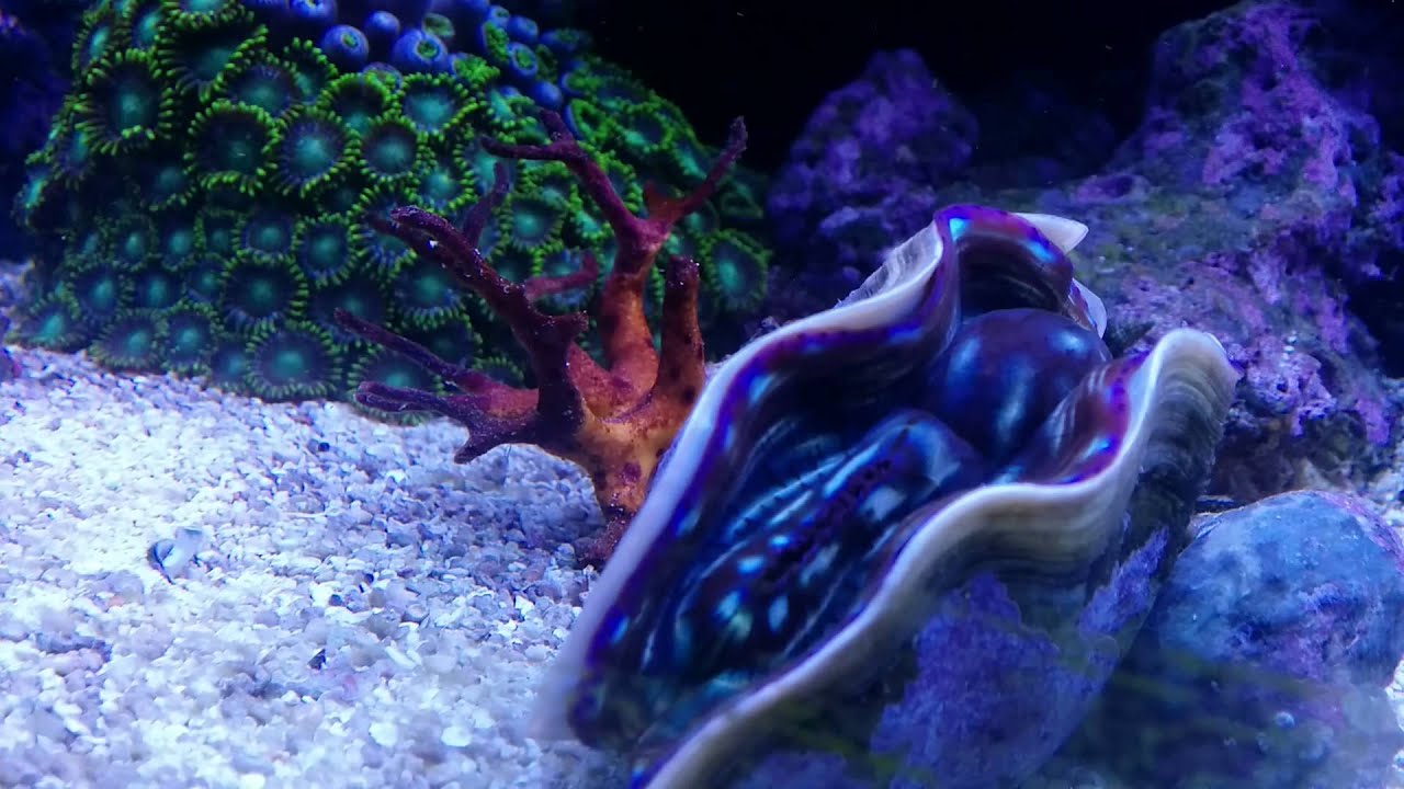 Reef aquarium clam, feeding or something - YouTube