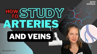 Studying Arteries and Veins for Dental by Dentalelle with Andrea 89 views 11 days ago 7 minutes, 15 seconds