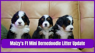 Maizy's F1 Mini Bernedoodle Litter Update