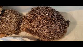 Just a Hedgehog Morning Glory