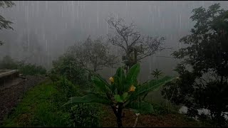 Heavy Rain with Thunder ASMR: Ultimate Sleep and Stress Relief | Rain Carnation