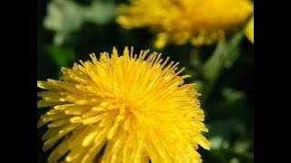 ost secret garden best instrumental.wmv