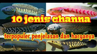 10 JENIS IKAN CHANNA DAN HARGANYA 2024