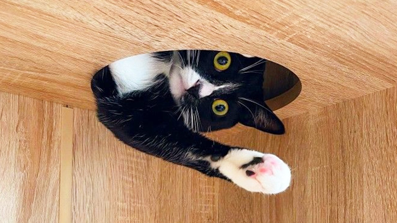 You Laugh, You Lose! 🤣 Funny Cat Videos 2026 😹 Part 107