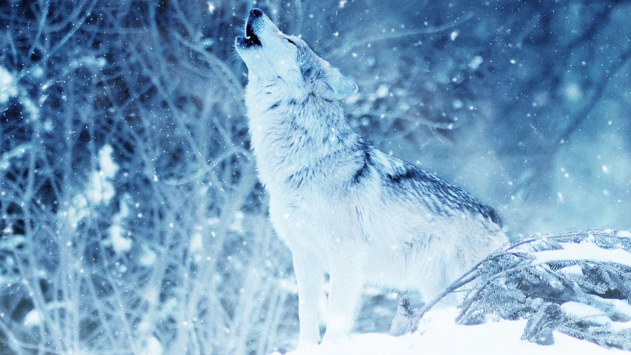 Howling Wolves Ambient Sounds 1 Hour YouTube