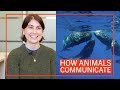 How Animals Communicate 