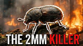The 2mm Bug That Caused a 54-Million-Year Apocalypse