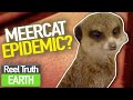 Meercat EPIDEMIC? | Animal Park | Zoo Documentary | Reel Truth Earth