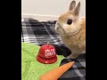 Adorable Rabbit Rings Bell for Carrots 🥕