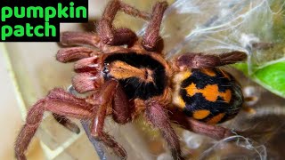 Pumpkin Patch Tarantula (Hapalopus formosus) Care & Husbandry