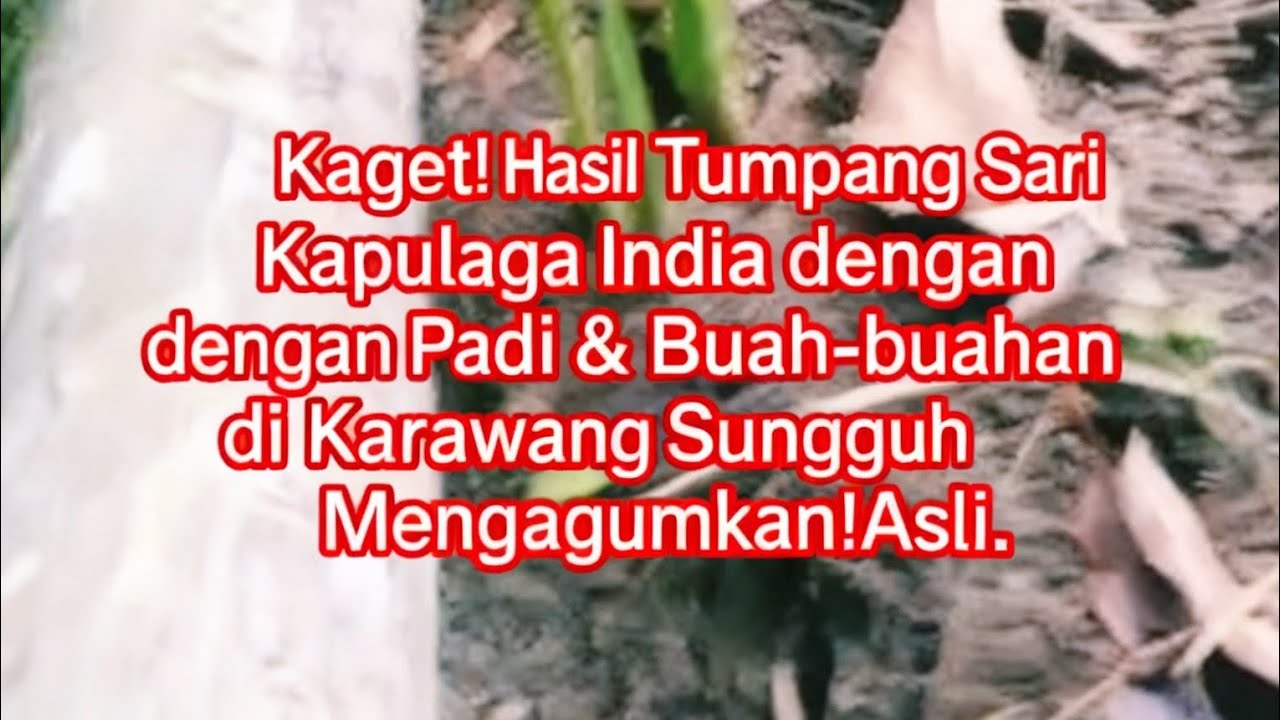Kunjungan Ketiga: Melihat Potensi Besar Kapulaga India di Kebun Loji Karawang PT BHD INDONESIA GROUP